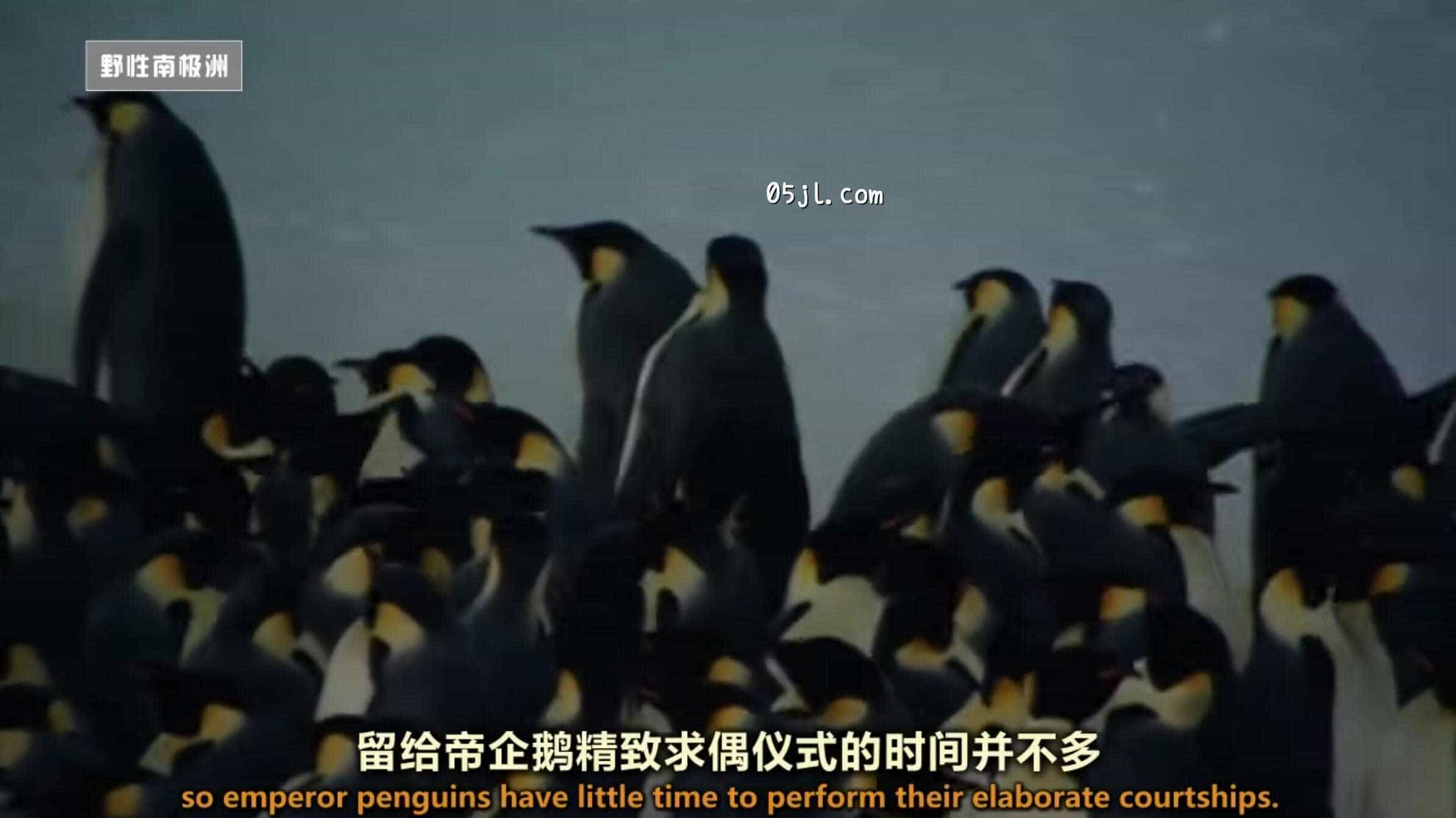 【英语中英字幕】国家地理:野性南极洲之 迎接冬季的帝企鹅 Wild Antarctica – Emperor Penguins Facing Winter 全1集 超清720P下载 No.1 【英语中英字幕】国家地理:野性南极洲之 迎接冬季的帝企鹅 Wild Antarctica – Emperor Penguins Facing Winter 全1集 超清720P下载图片 No.1