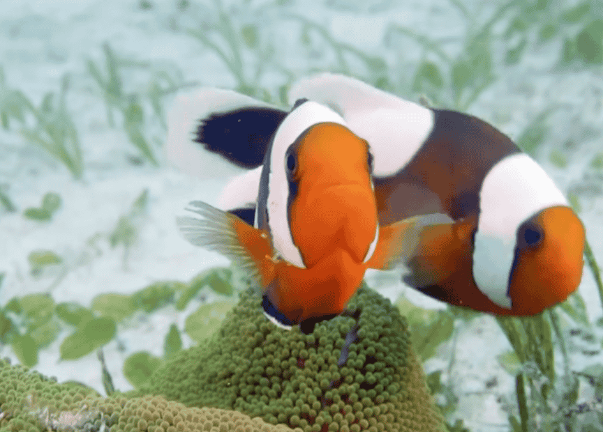 《纪录:海底世界》2021 4集 1080P 英语中字 跟孩子一起探索神秘多彩的海底动物世界 5G