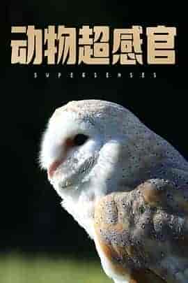 动物超感官 Supersenses